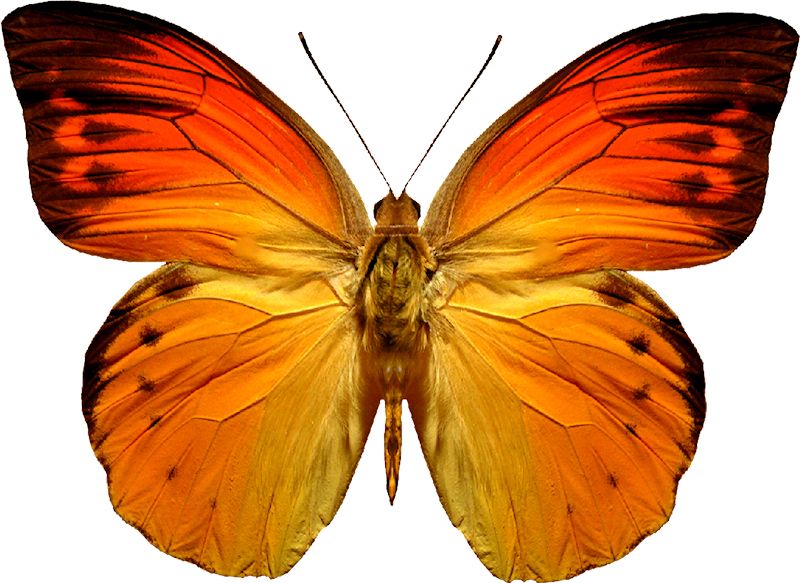 Butterfly PNG image    图片编号:1005