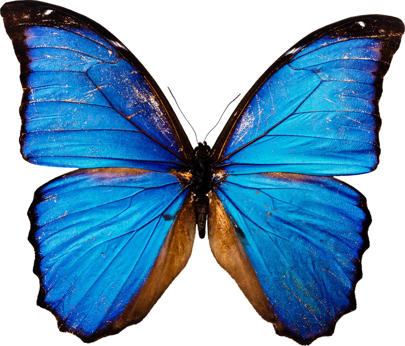 Blue butterfly PNG image    图片编号:1006