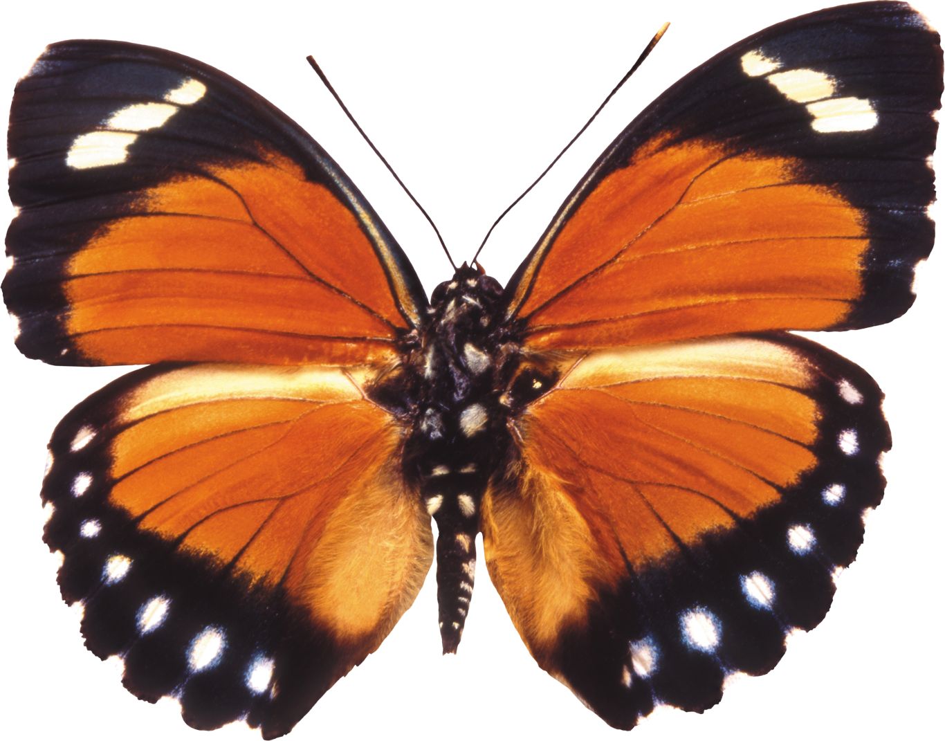 Butterfly PNG image    图片编号:1007