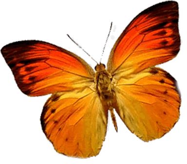 Butterfly PNG image    图片编号:1008