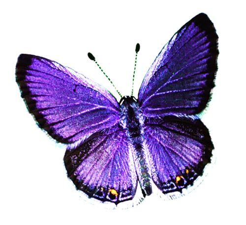 Butterfly PNG image    图片编号:1009