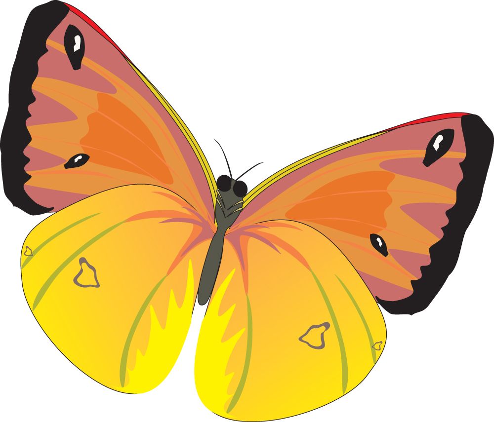 Butterfly PNG image    图片编号:1010