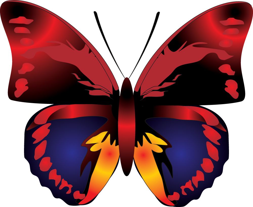 Butterfly PNG image    图片编号:1011
