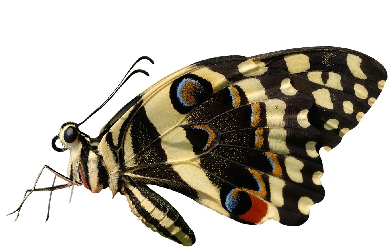 Butterfly PNG image    图片编号:1012