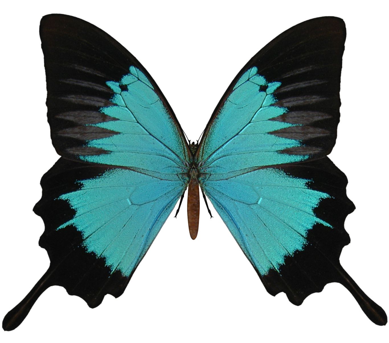 Butterfly PNG image    图片编号:1017