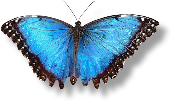 Butterfly PNG image    图片编号:1020