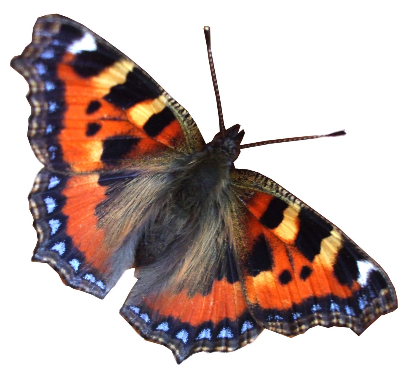 Butterfly PNG image    图片编号:1022
