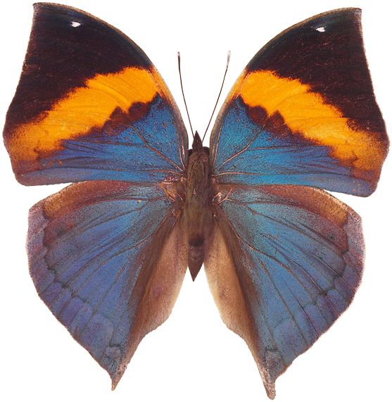 Butterfly PNG image    图片编号:1023