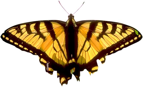 Butterfly PNG image    图片编号:1024