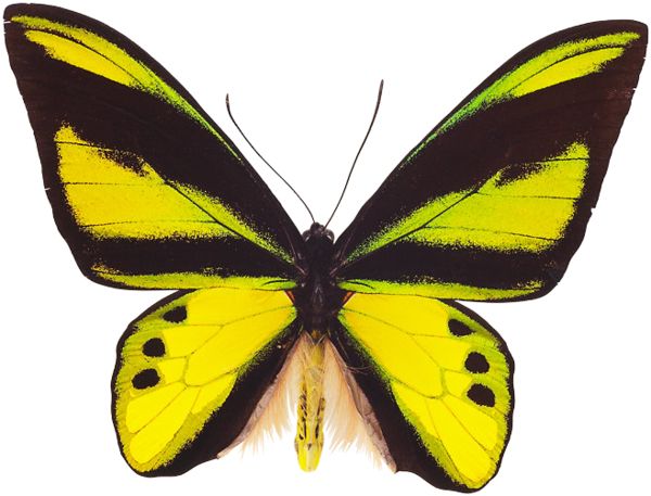 flying butterfly PNG image    图片编号:1026