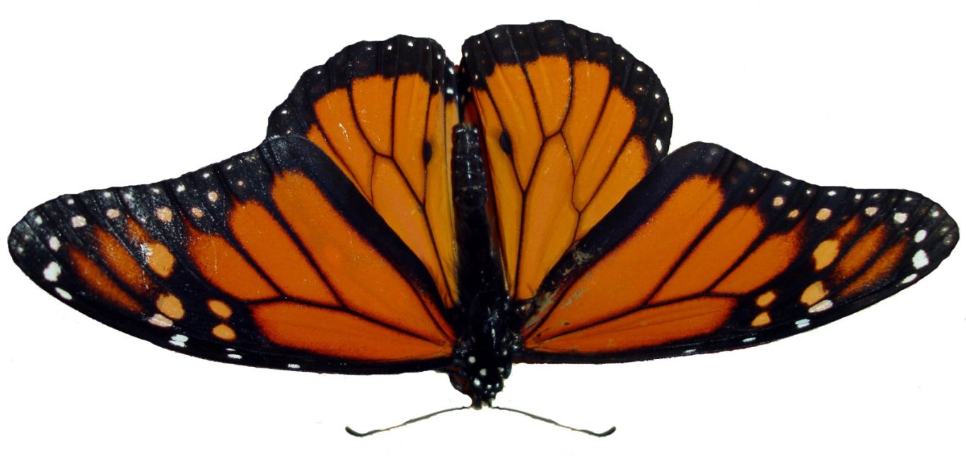Butterfly PNG image    图片编号:1031