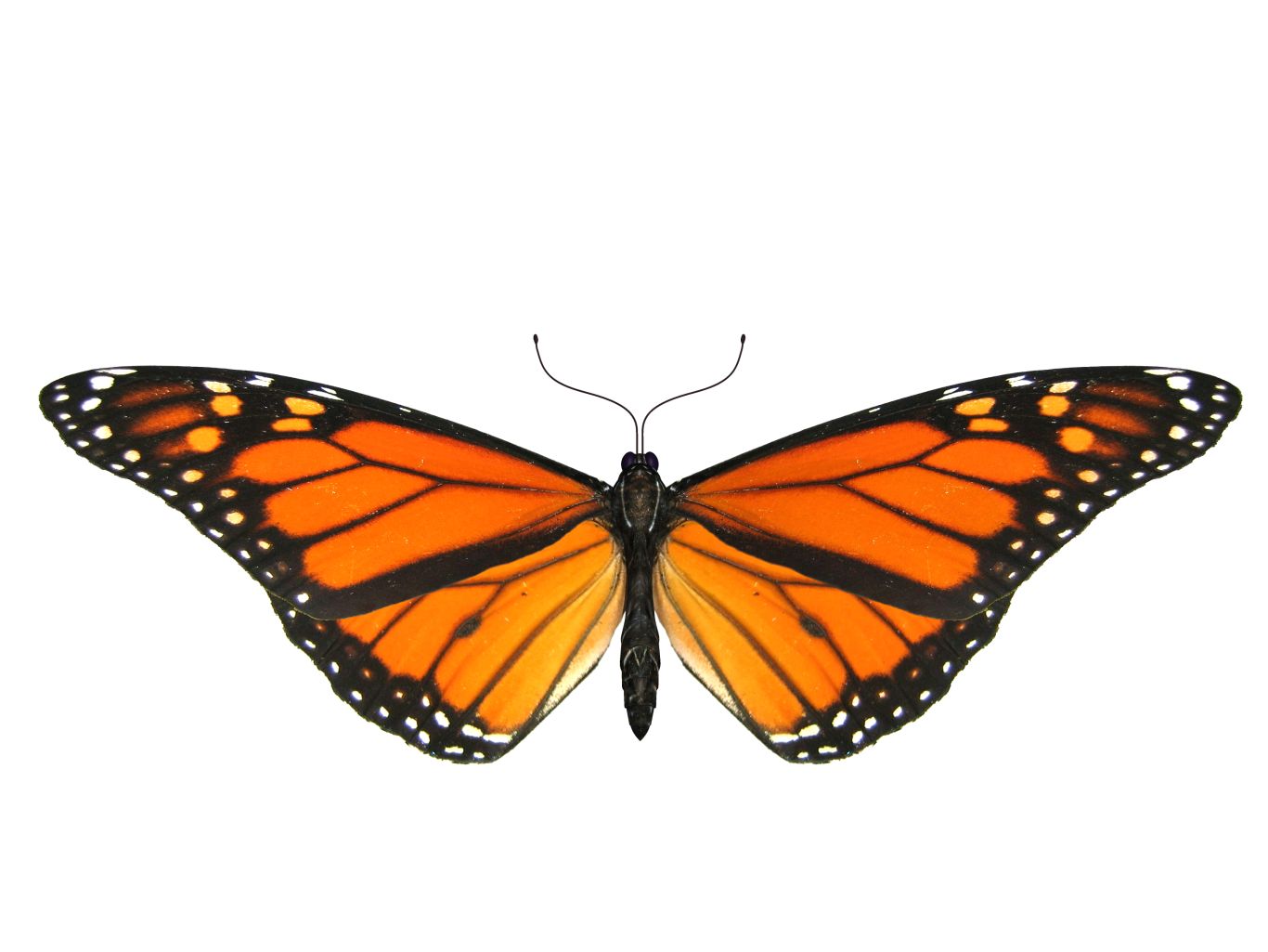 Butterfly PNG image    图片编号:1032