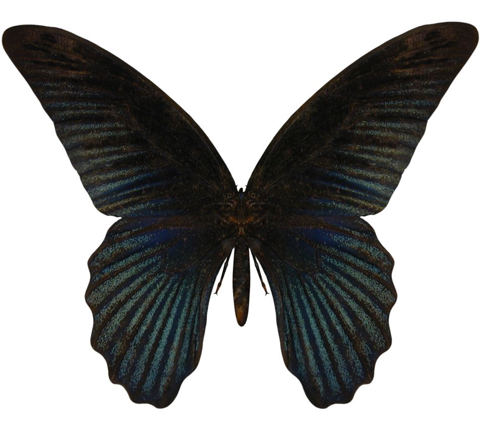 Butterfly PNG image    图片编号:1033