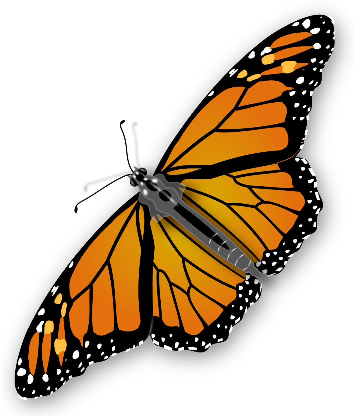 Butterfly PNG image    图片编号:1034