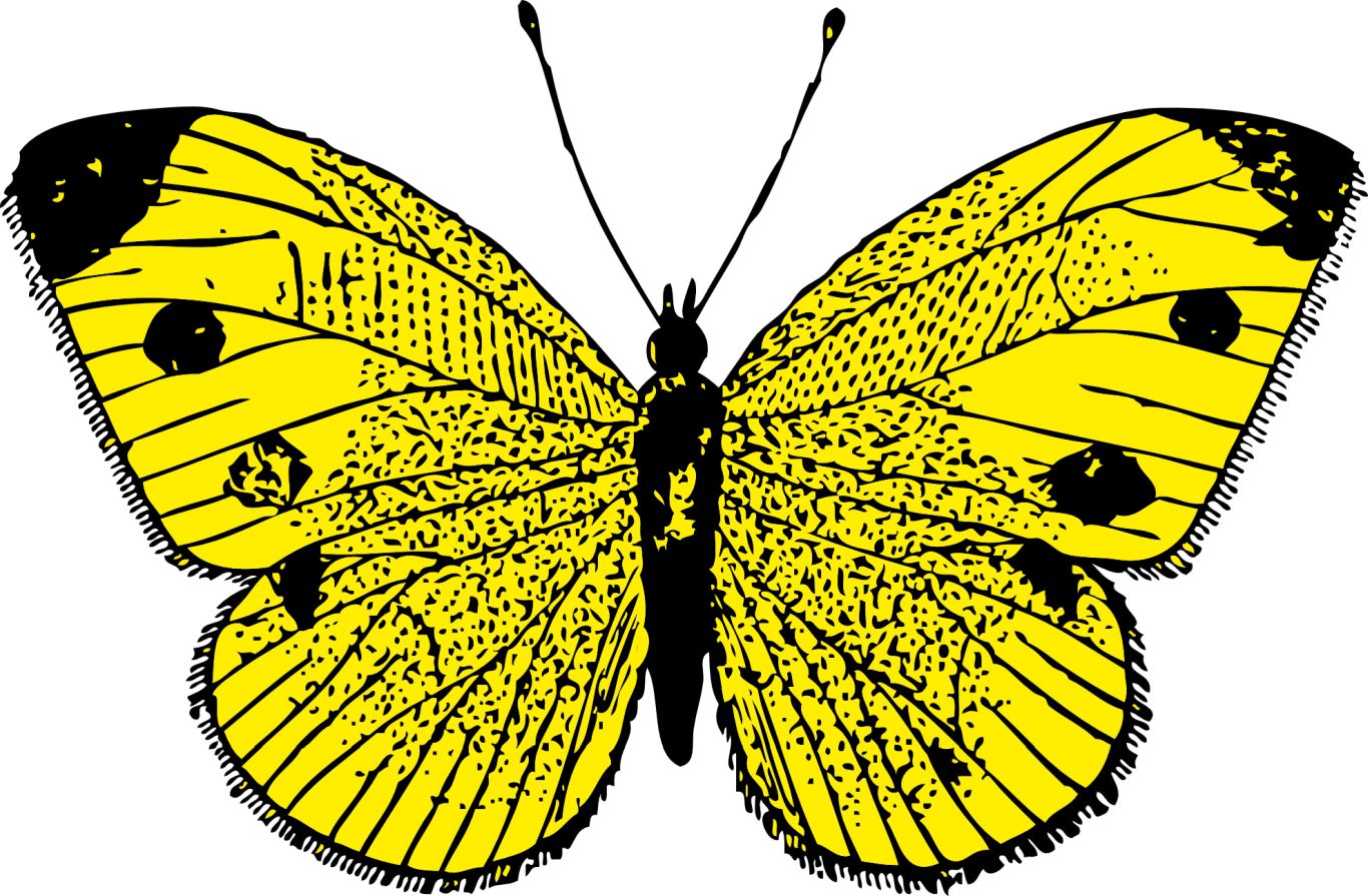 Butterfly PNG image    图片编号:1035