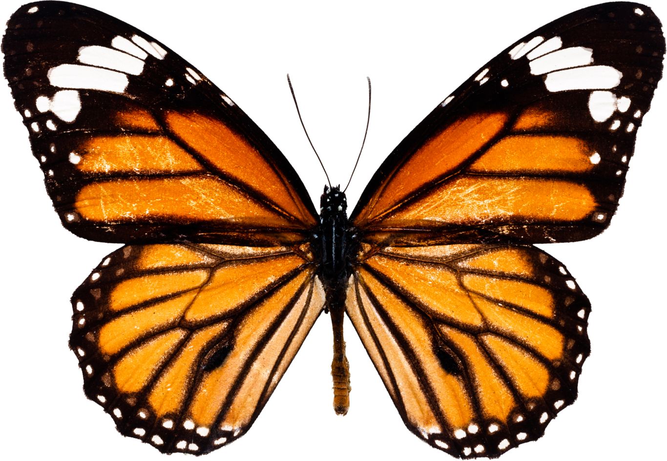 Butterfly PNG image    图片编号:1037