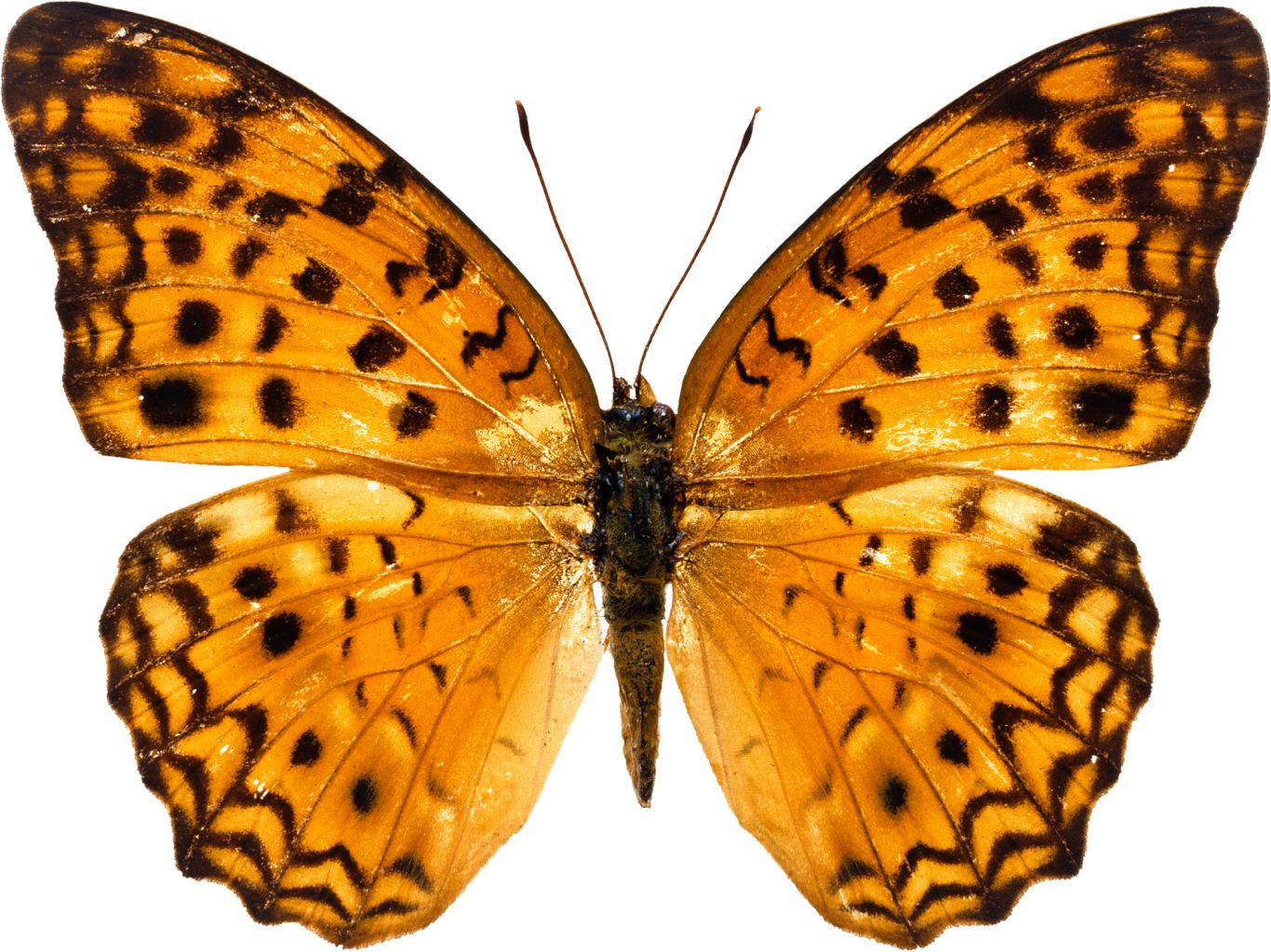 Orange butterfly PNG    图片编号:103805