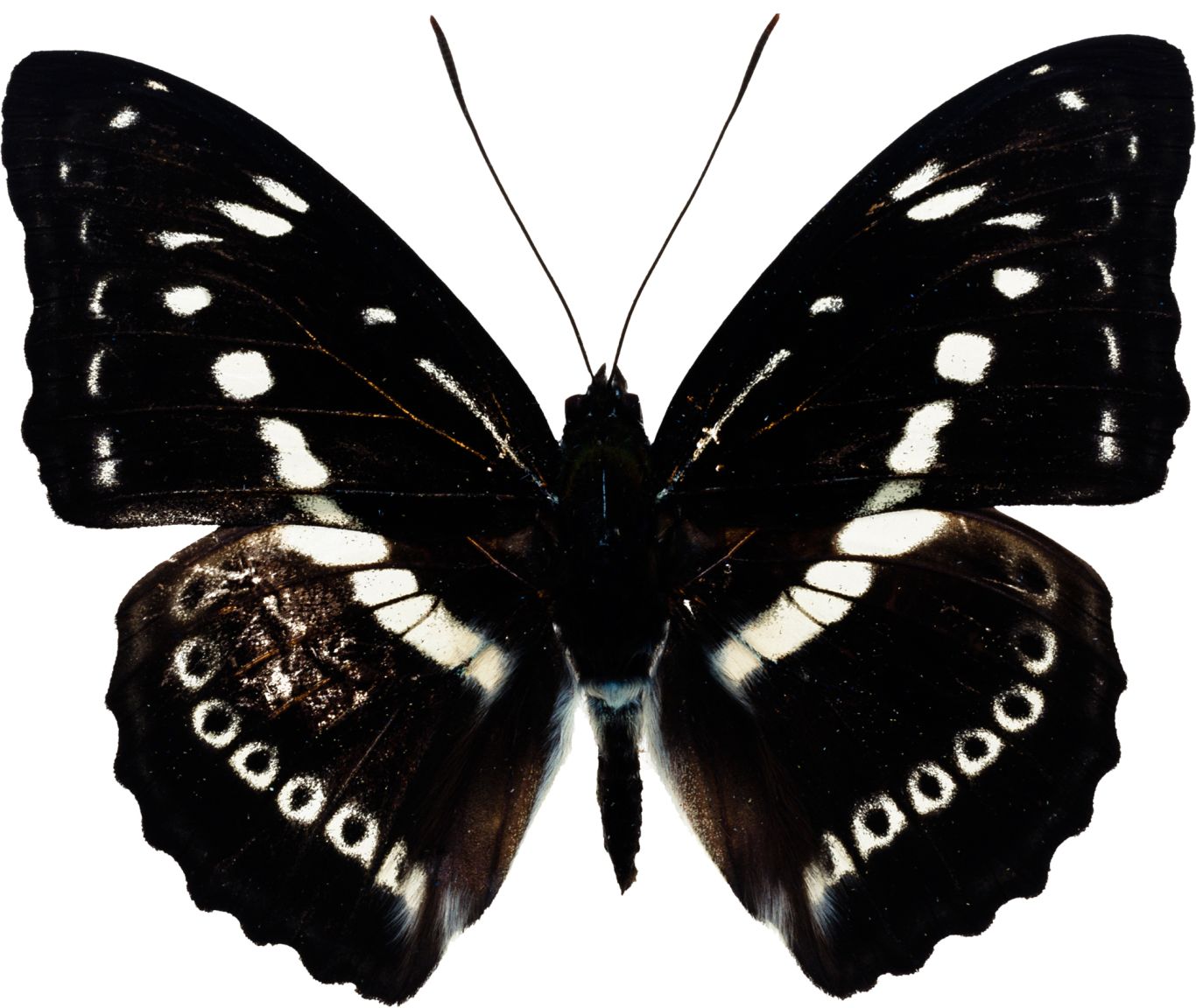 Butterfly black PNG    图片编号:103806
