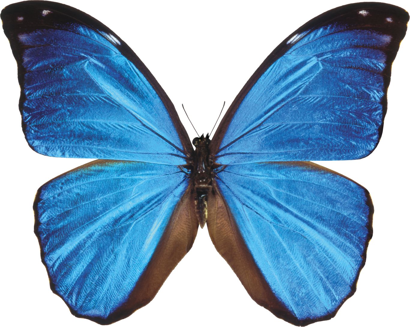 Butterfly blue PNG    图片编号:103808
