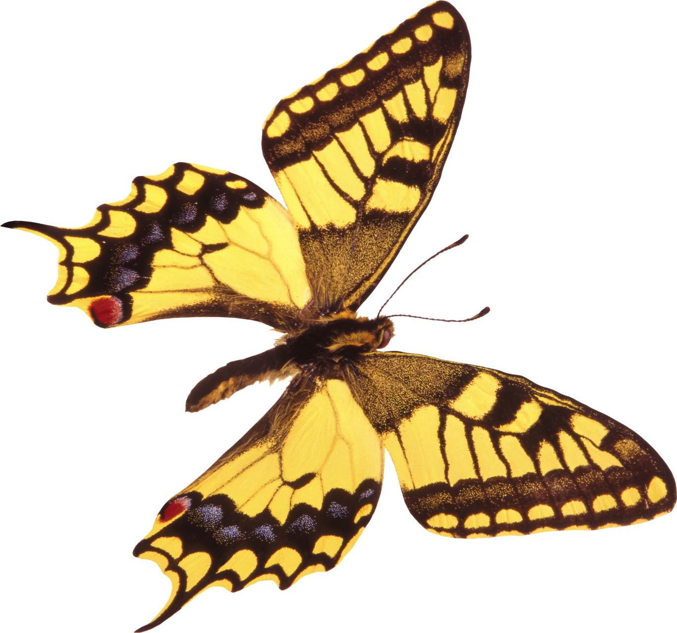 Butterfly PNG    图片编号:103809