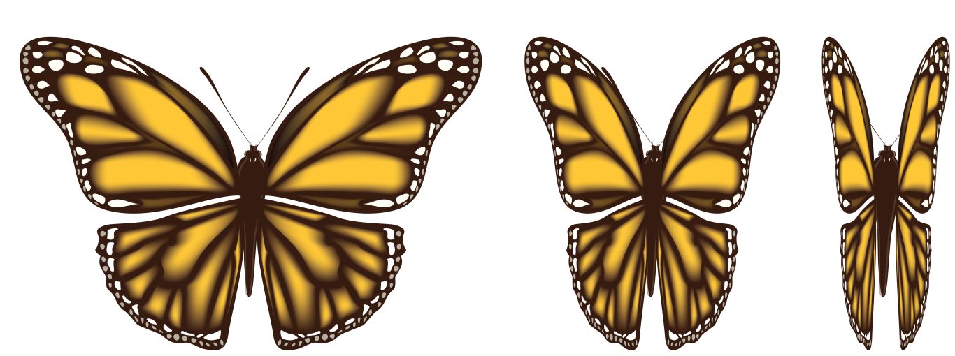 Butterflies PNG    图片编号:103815