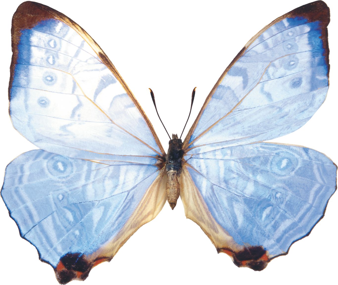 Butterfly PNG    图片编号:103816