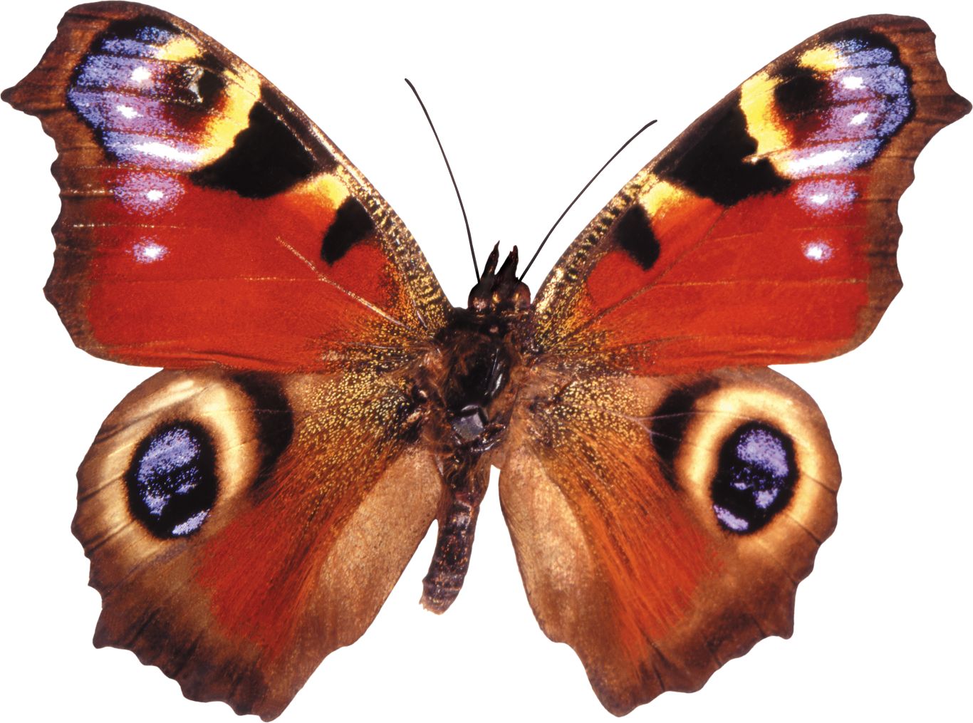 Butterfly PNG    图片编号:103820