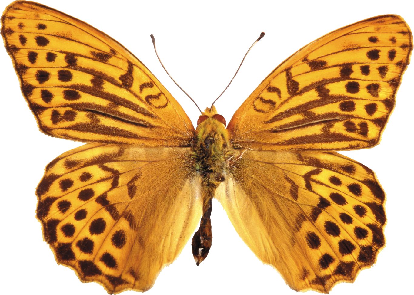 tiger butterfly PNG    图片编号:103821