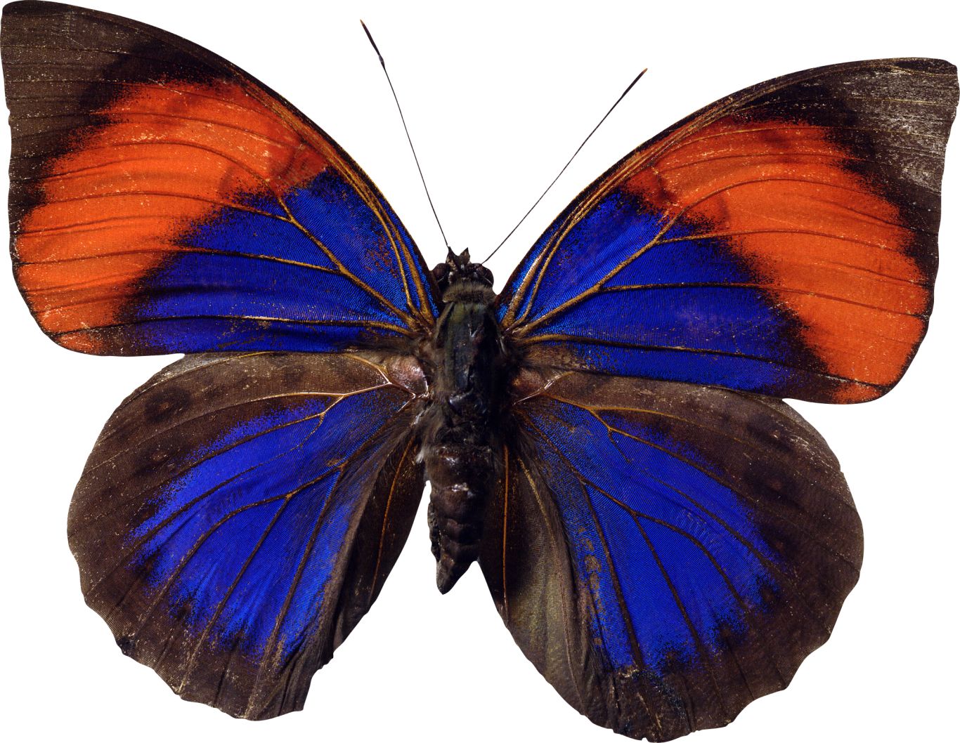 Butterfly PNG    图片编号:103823