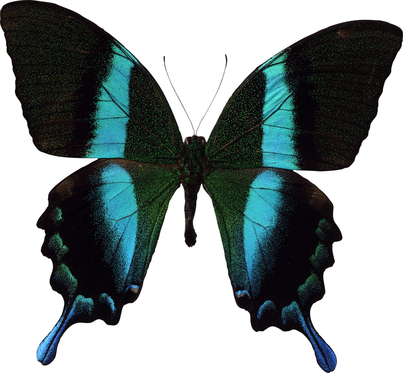 Butterfly PNG    图片编号:103824