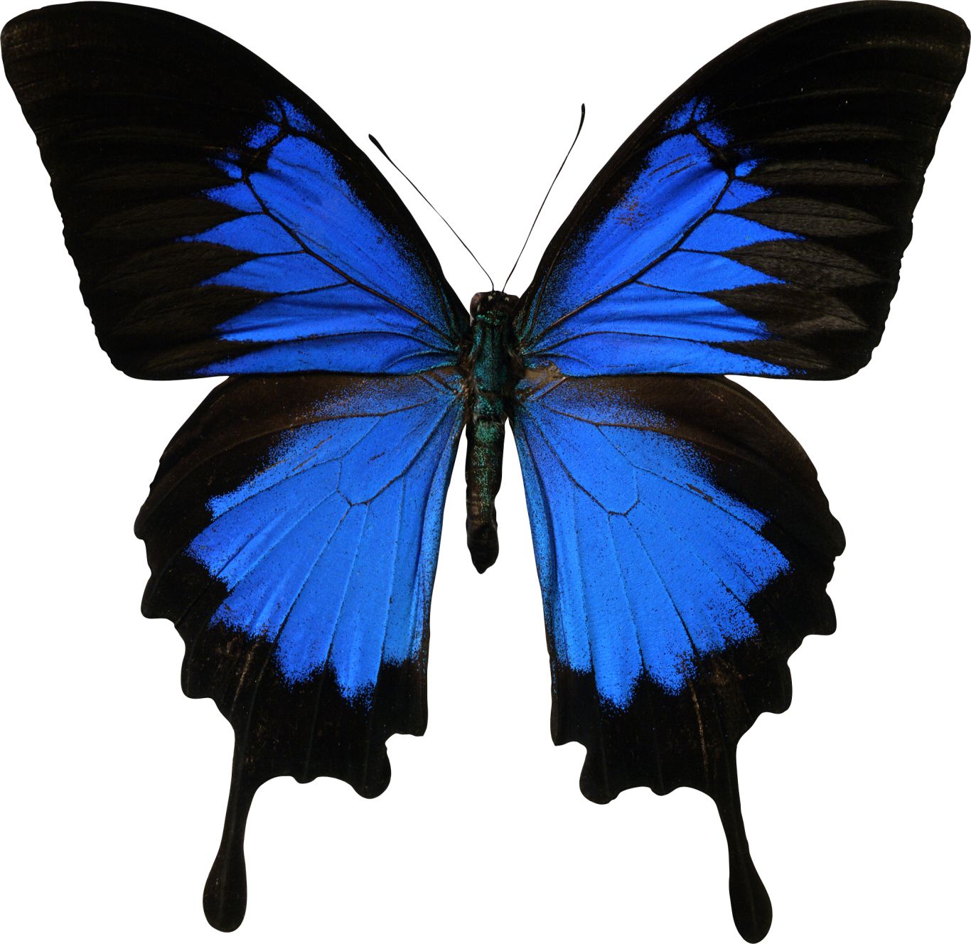 Butterfly PNG    图片编号:103825