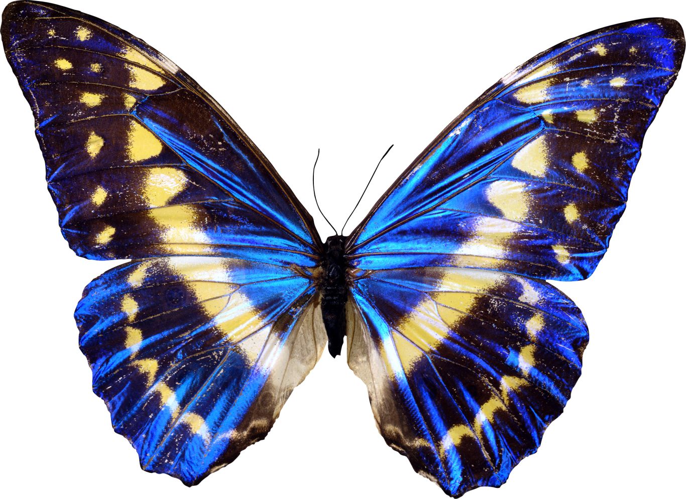 Butterfly PNG    图片编号:103826