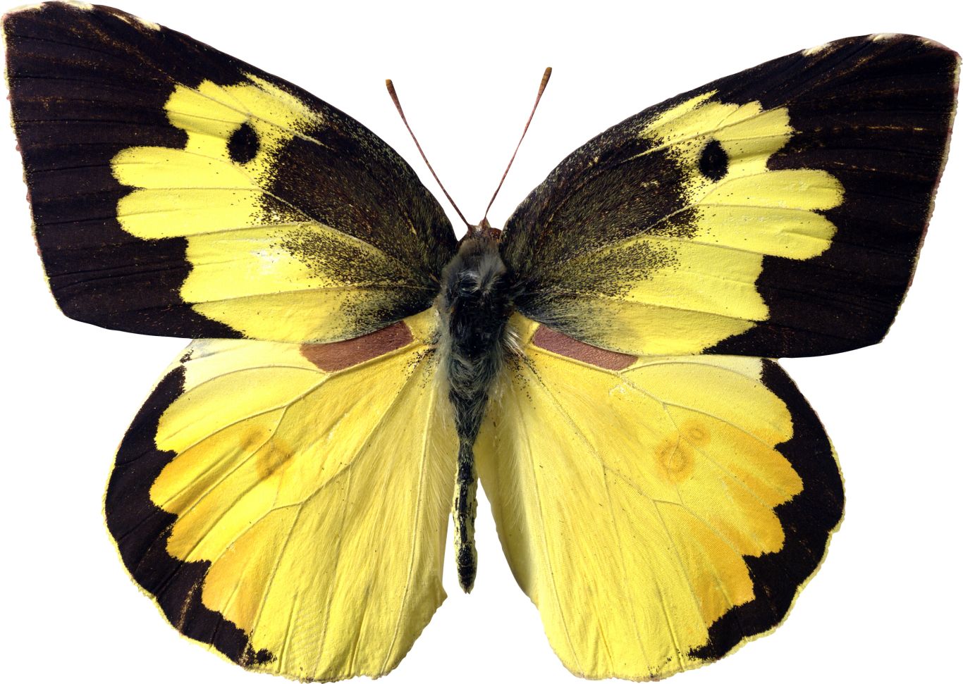 Butterfly yellow PNG    图片编号:103828
