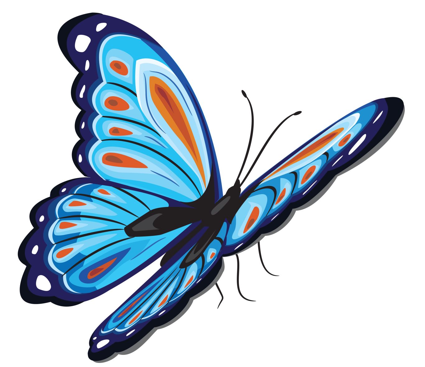 Butterfly PNG blue    图片编号:103830