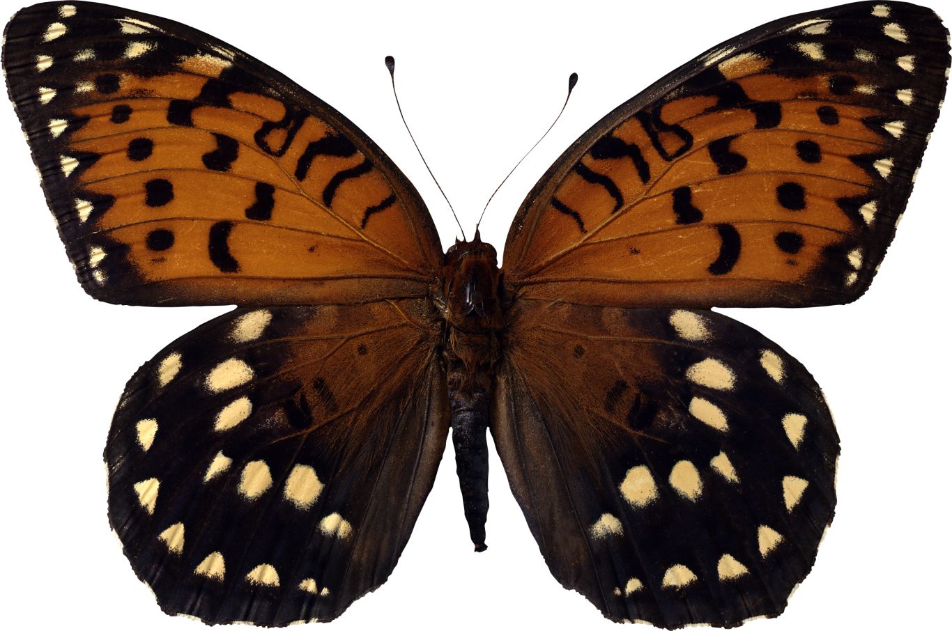 Butterfly PNG    图片编号:103833
