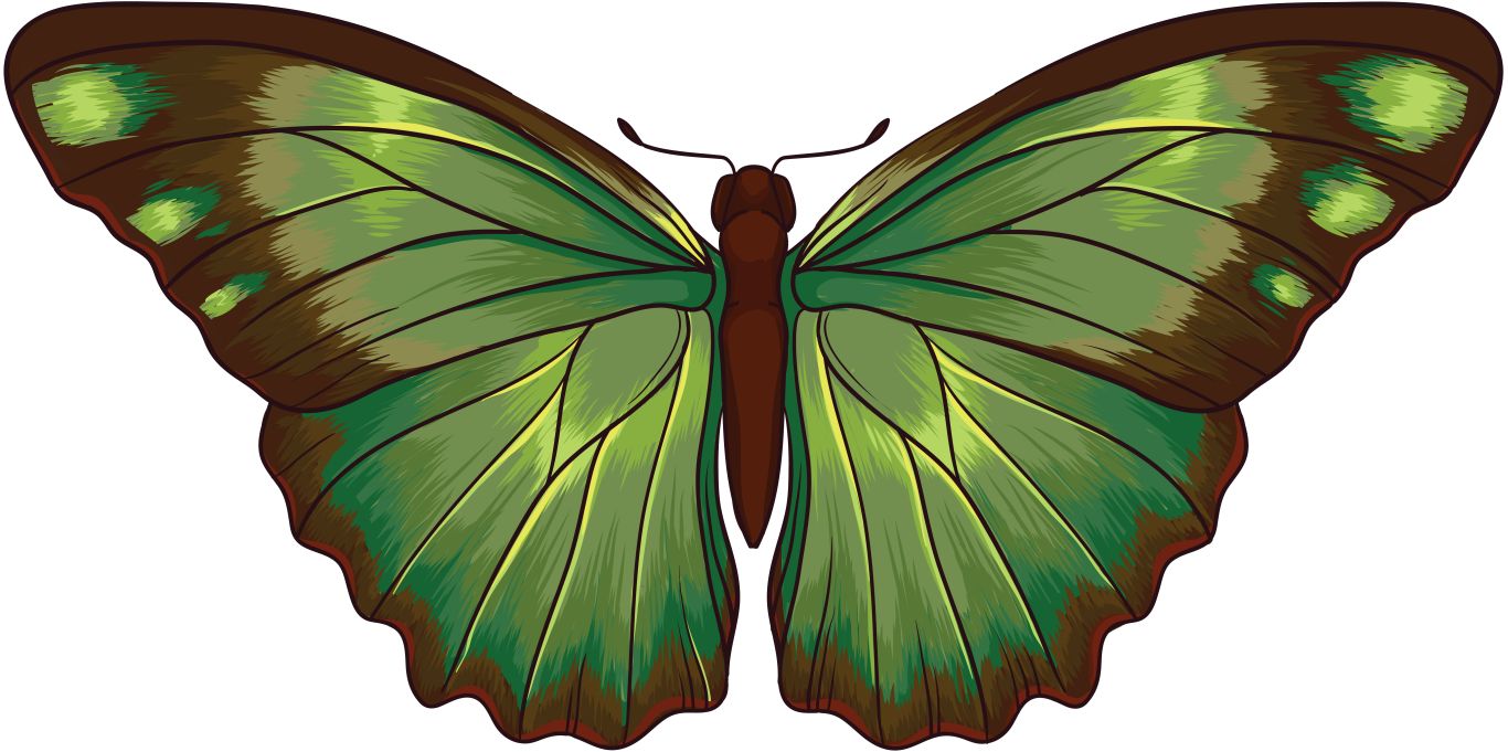 green butterfly PNG    图片编号:103836