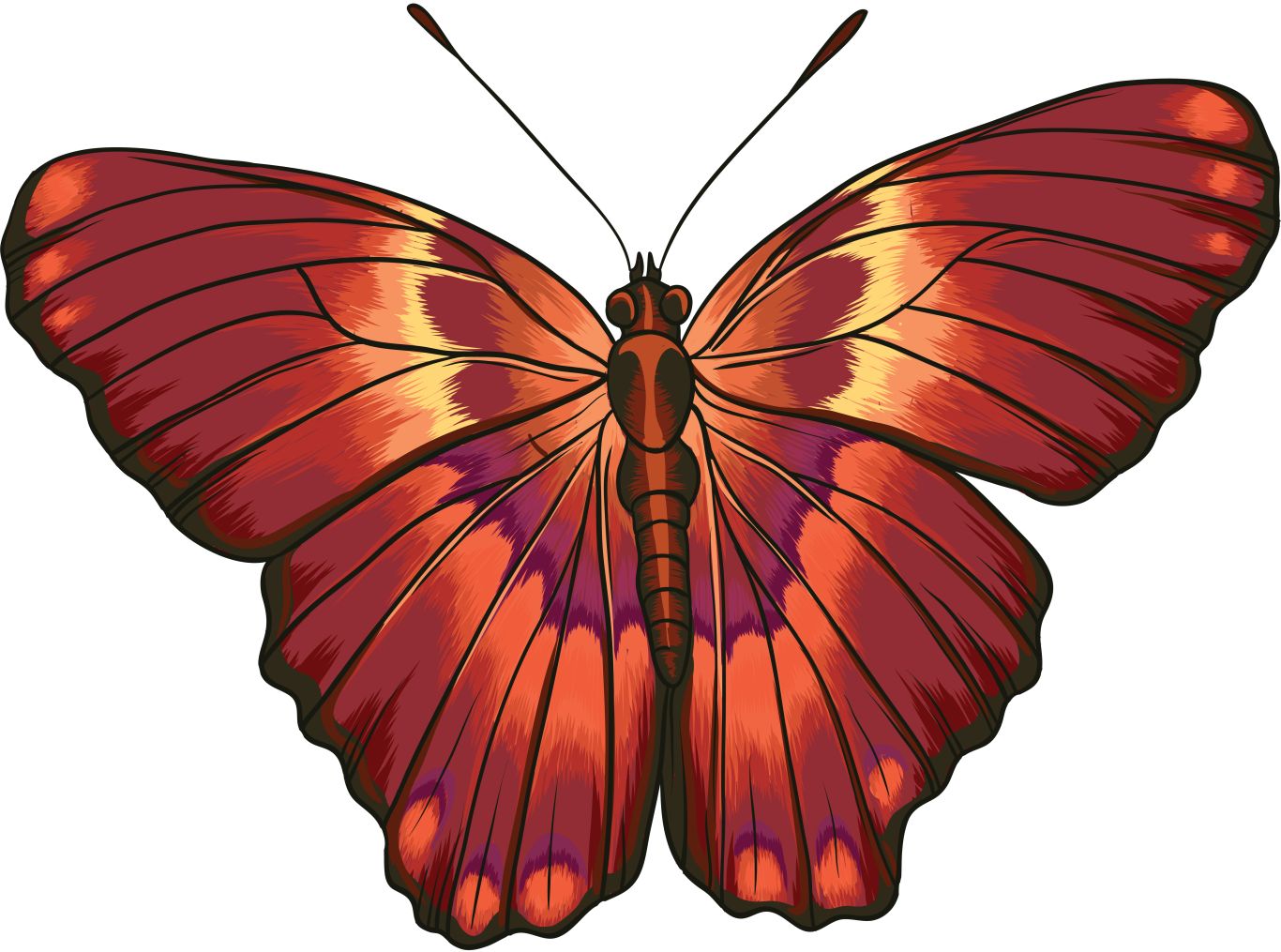 Butterfly PNG    图片编号:103837