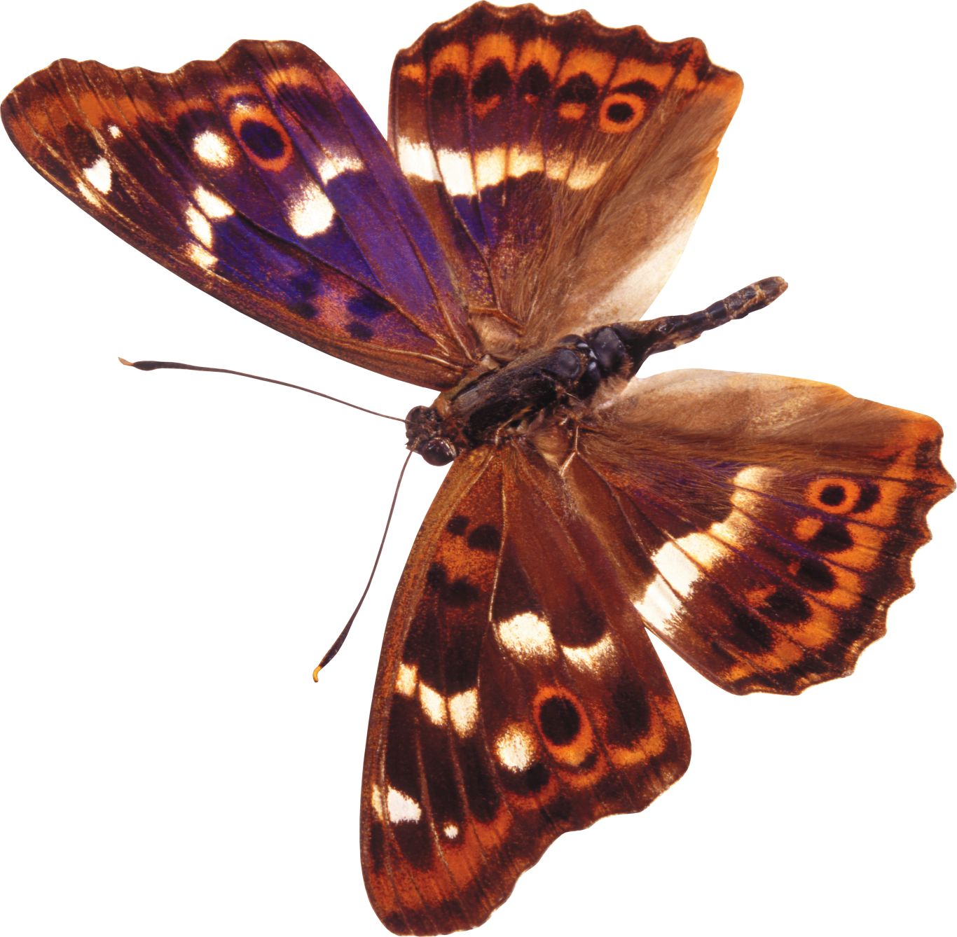 Butterfly PNG    图片编号:103840