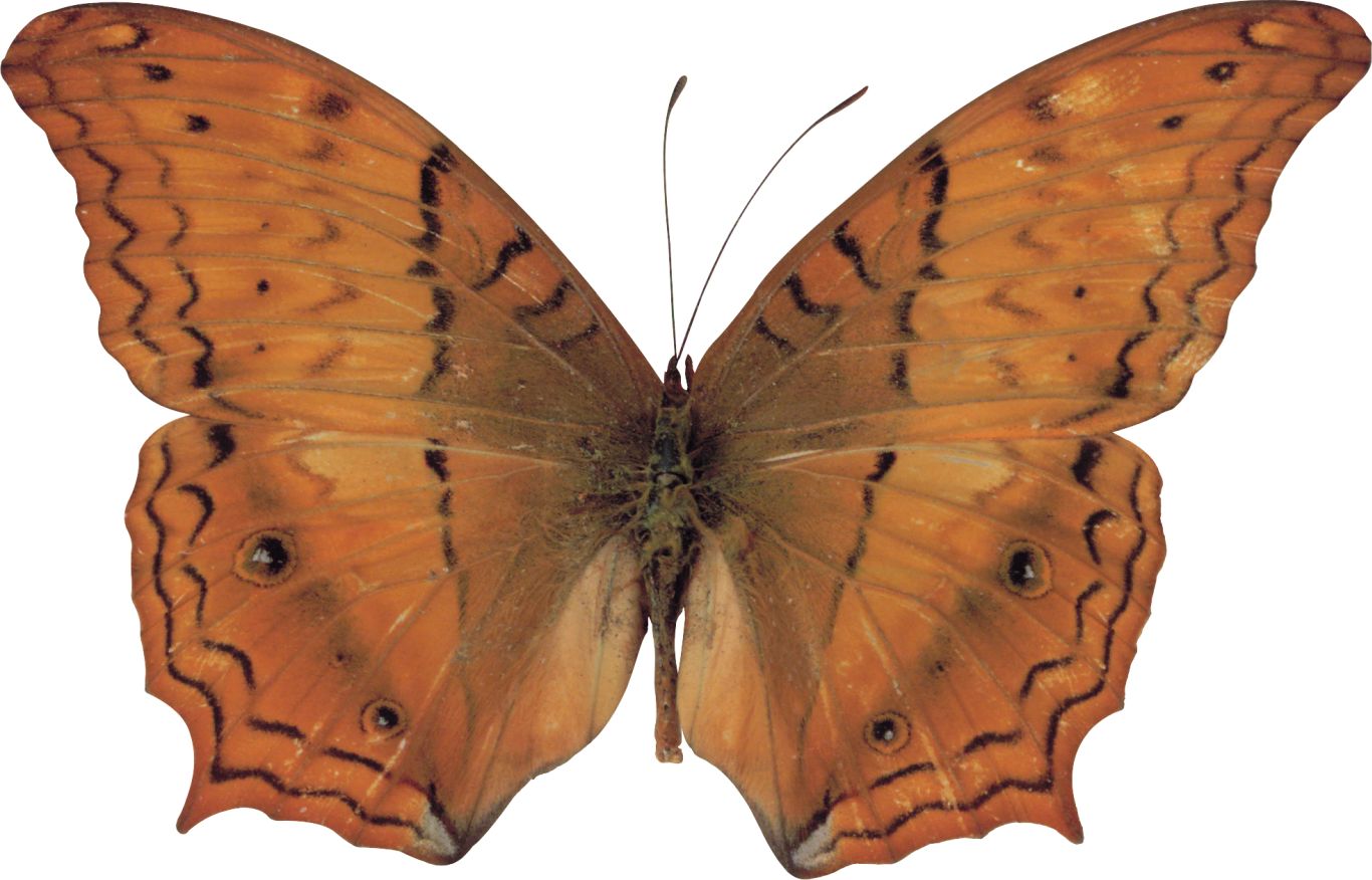 Butterfly PNG    图片编号:103841
