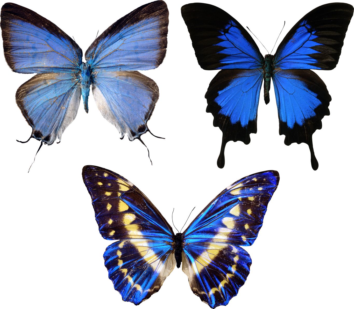 blue butterflies PNG    图片编号:103842