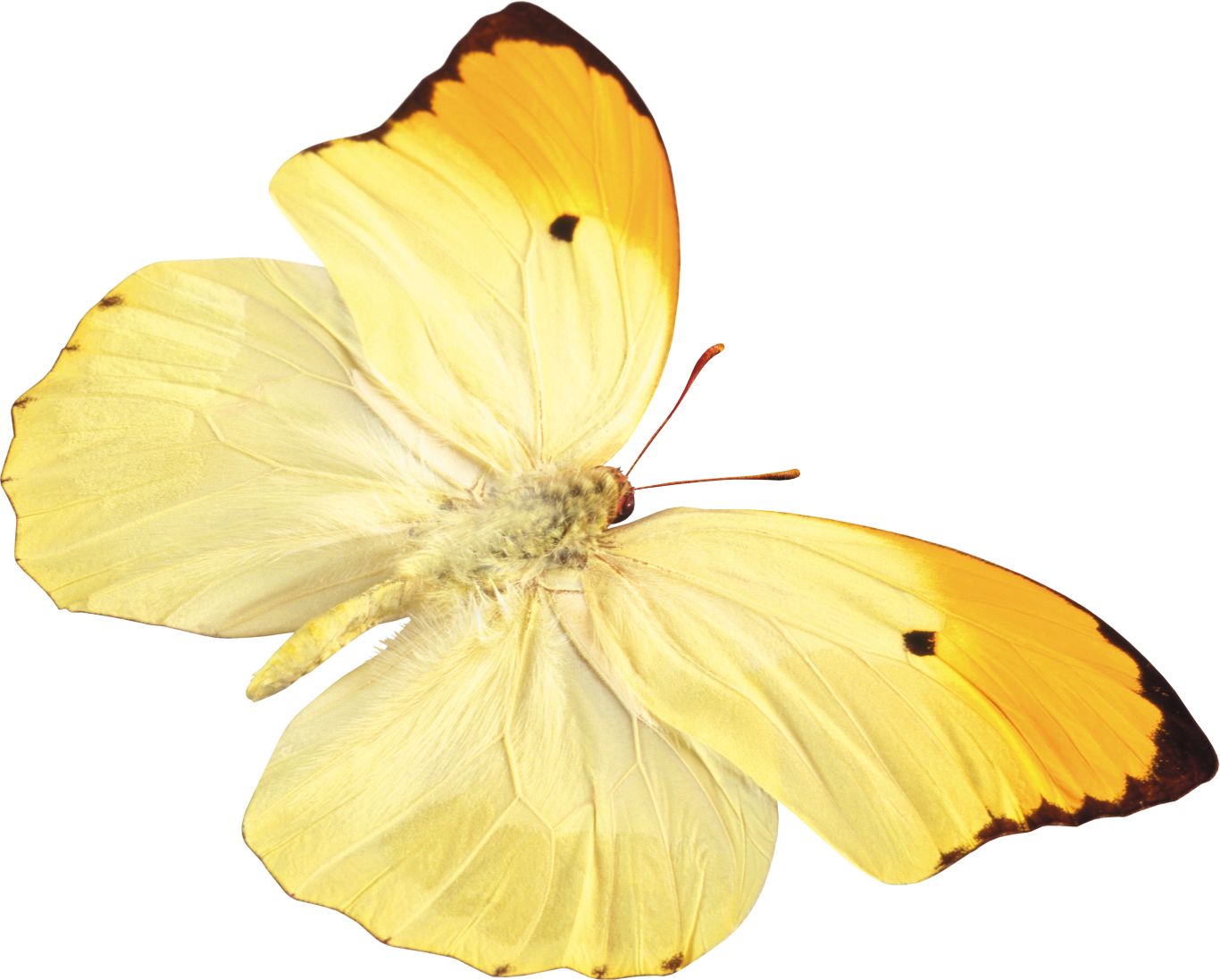 Yellow butterfly PNG    图片编号:103843