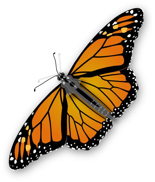Orange butterfly PNG image, butterflies free download    图片编号:1039
