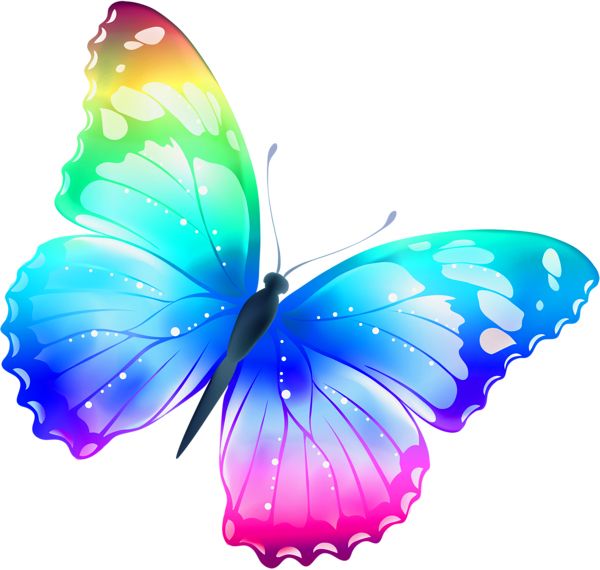 Colorful butterfly PNG image    图片编号:1041