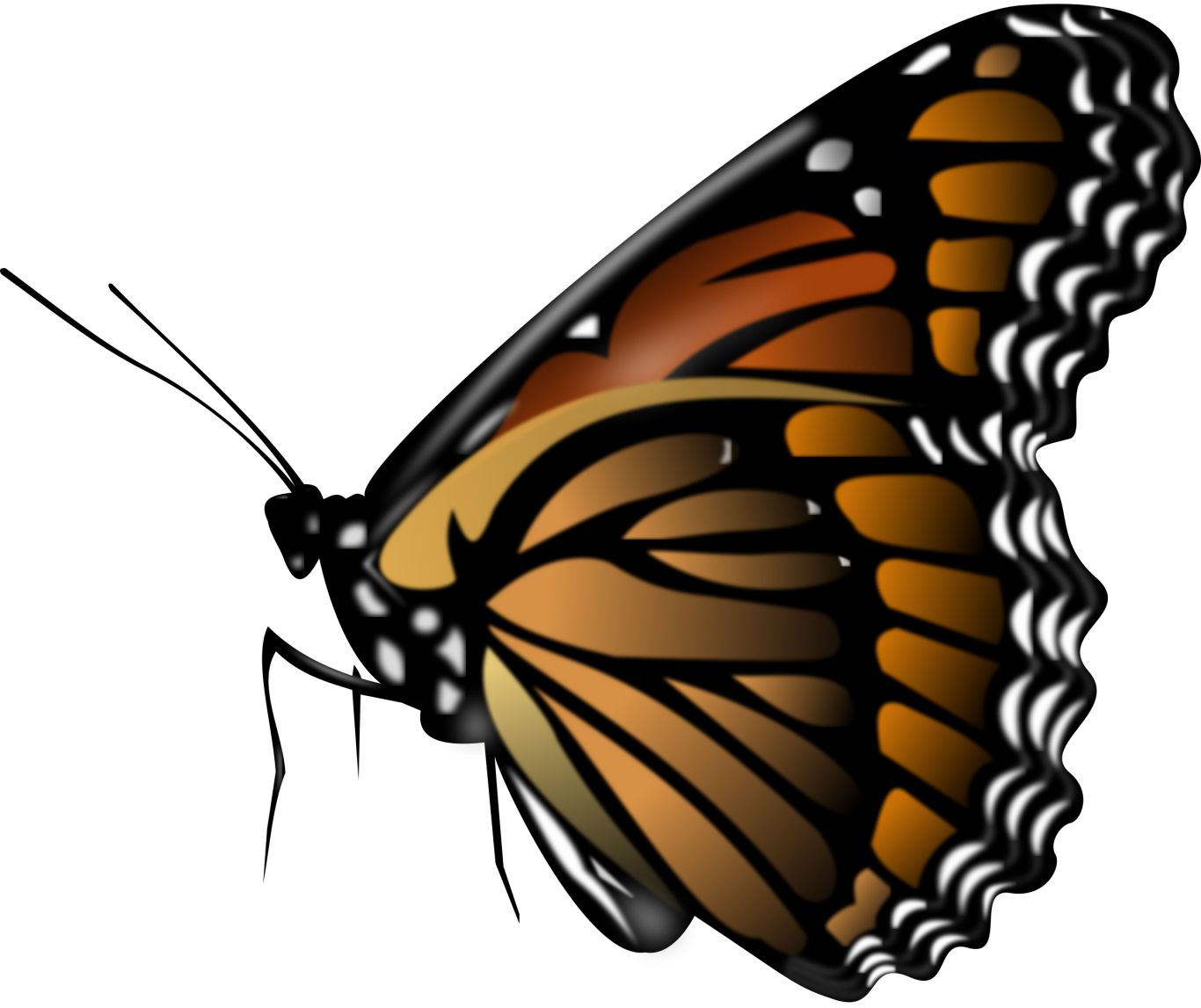 Butterfly PNG image    图片编号:1046