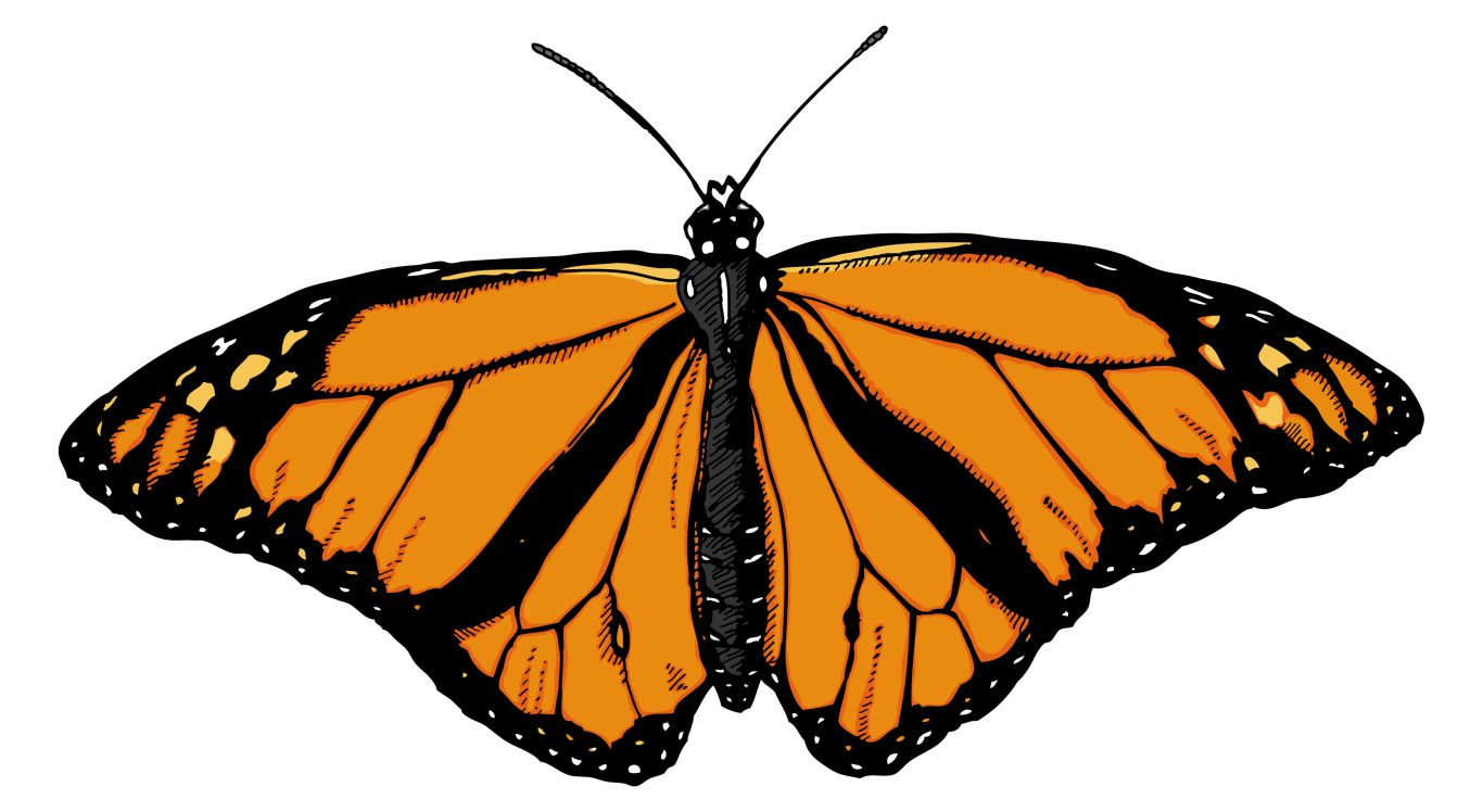Butterfly PNG image    图片编号:1047