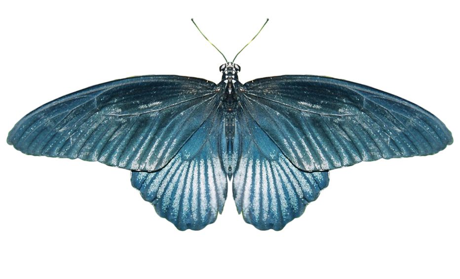 Butterfly PNG image    图片编号:1049