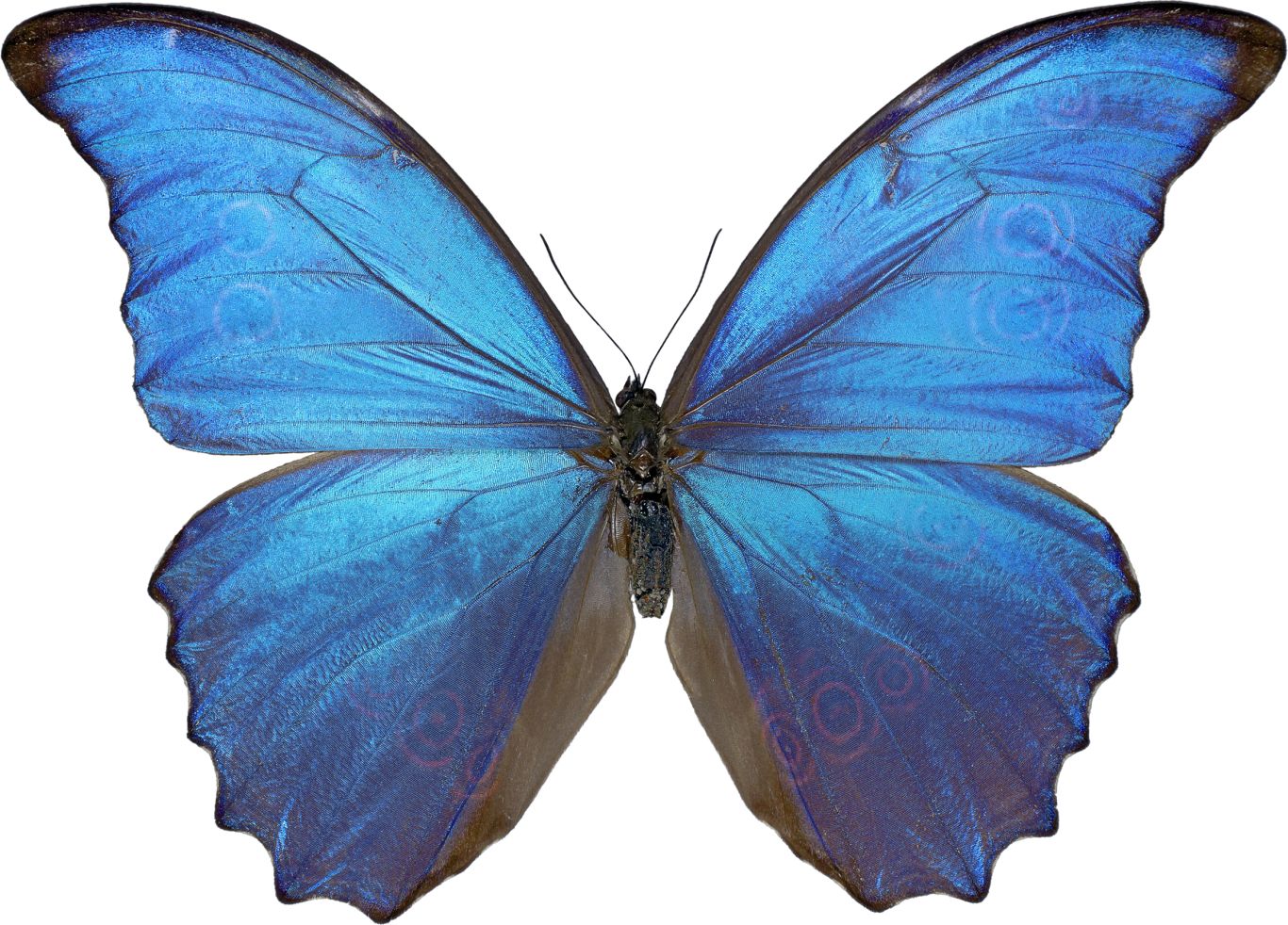 Butterfly PNG image    图片编号:1053