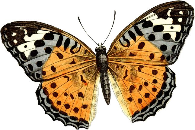 Butterfly PNG image    图片编号:1055