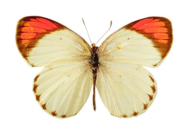 Butterfly PNG image    图片编号:1057