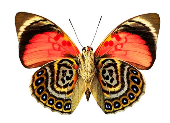 Butterfly PNG image    图片编号:1059